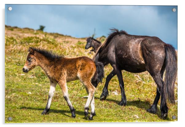 Dartmoor pony foal with mare Acrylic by Andrew Michael