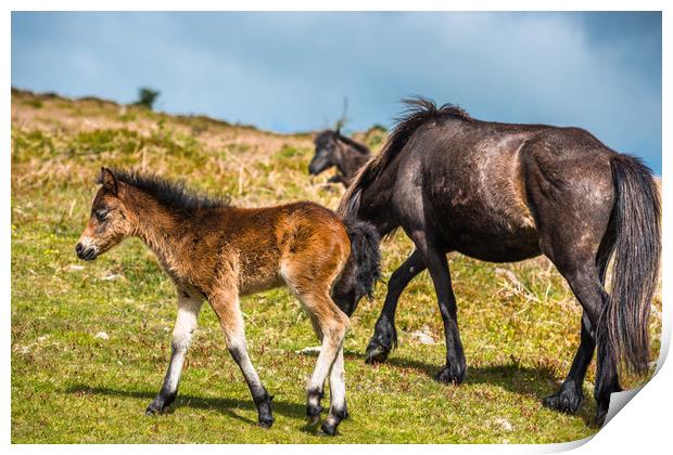 Dartmoor pony foal with mare Print by Andrew Michael