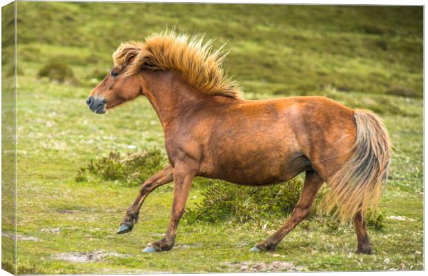 Pony galloping in Dartmoor Canvas Print by Andrew Michael