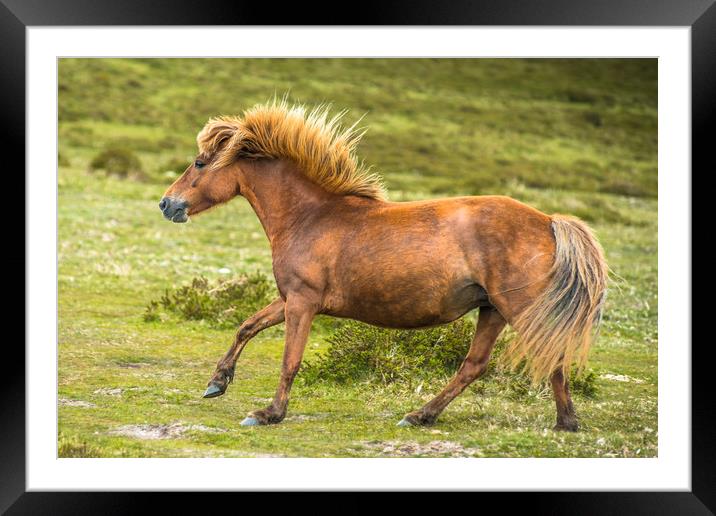Pony galloping in Dartmoor Framed Mounted Print by Andrew Michael