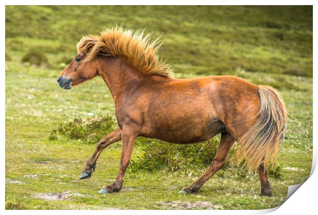 Pony galloping in Dartmoor Print by Andrew Michael