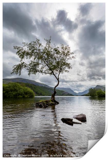 Lone Tree Llanberis  Print by Graham Moore