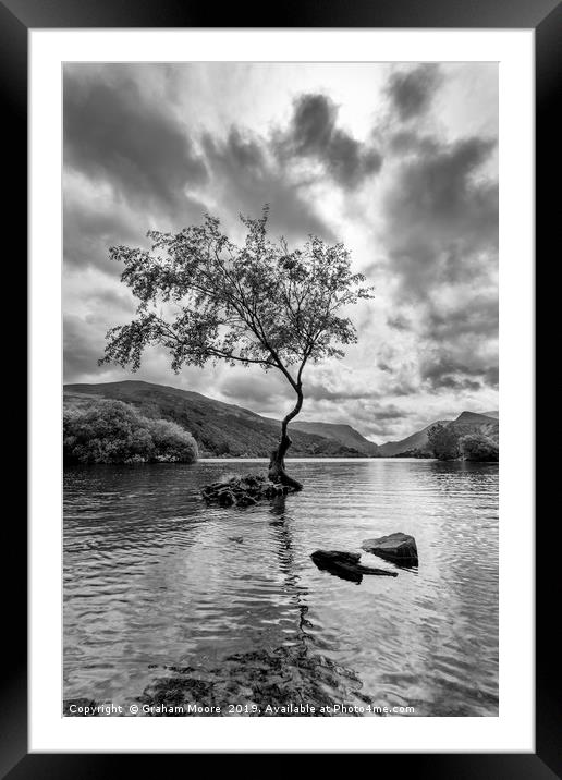 Lone Tree Llanberis  Framed Mounted Print by Graham Moore