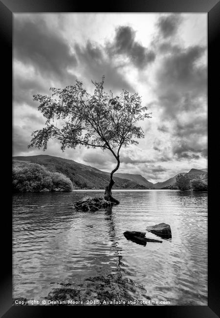 Lone Tree Llanberis  Framed Print by Graham Moore