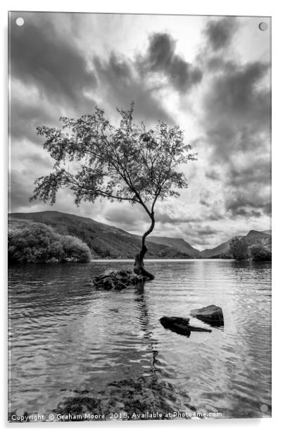 Lone Tree Llanberis  Acrylic by Graham Moore