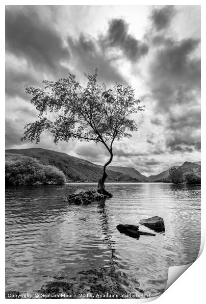 Lone Tree Llanberis  Print by Graham Moore