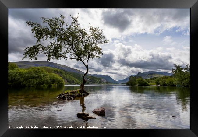 Lone Tree Llanberis Framed Print by Graham Moore