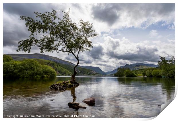 Lone Tree Llanberis Print by Graham Moore