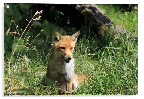 Fox in the summer sun Acrylic by Rebecca Giles