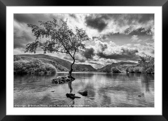 Lone Tree Llanberis  Framed Mounted Print by Graham Moore