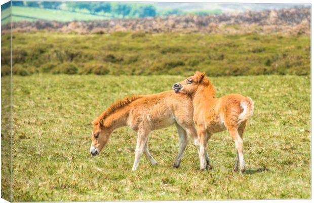 Baby ponies Dartmoor Canvas Print by Andrew Michael