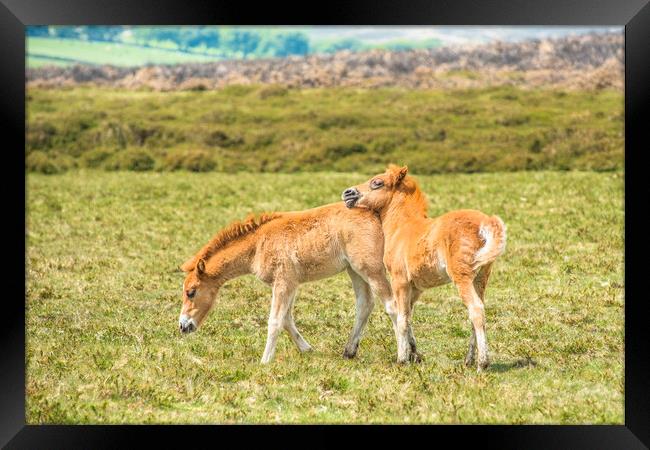 Baby ponies Dartmoor Framed Print by Andrew Michael
