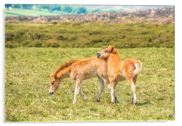 Baby ponies Dartmoor Acrylic by Andrew Michael