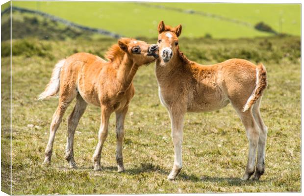 Baby ponies at Dartmoor Canvas Print by Andrew Michael