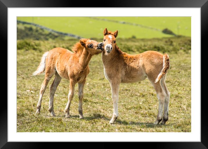 Baby ponies at Dartmoor Framed Mounted Print by Andrew Michael