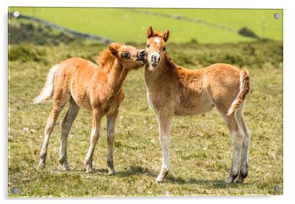 Baby ponies at Dartmoor Acrylic by Andrew Michael