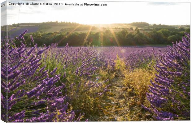 Lavender Fields Canvas Print by Claire Colston