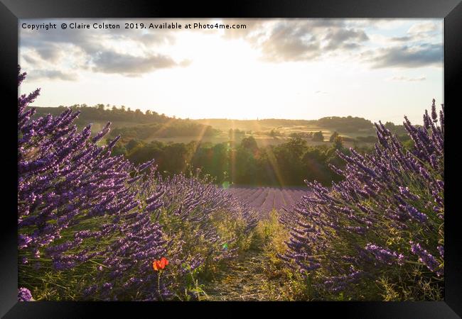Lavender Fields Framed Print by Claire Colston