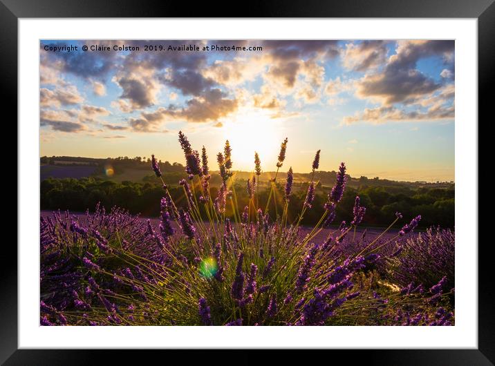 Lavender Framed Mounted Print by Claire Colston