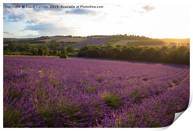 Lavender Fields Print by Claire Colston