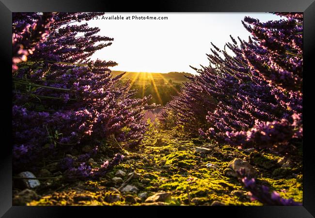 Lavender Fields Framed Print by Claire Colston