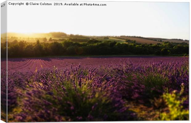 Lavender Fields Canvas Print by Claire Colston