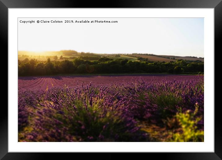 Lavender Fields Framed Mounted Print by Claire Colston