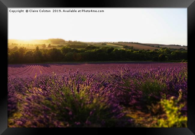 Lavender Fields Framed Print by Claire Colston