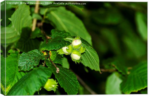 Harvesting Nutritious Corylus Avellana Canvas Print by Heidi Hennessey