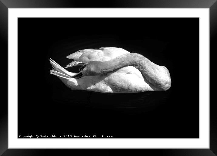 Swan grooming itself Framed Mounted Print by Graham Moore