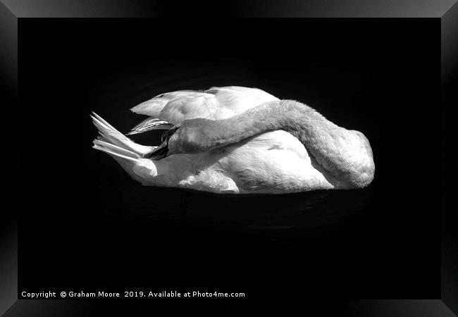 Swan grooming itself Framed Print by Graham Moore