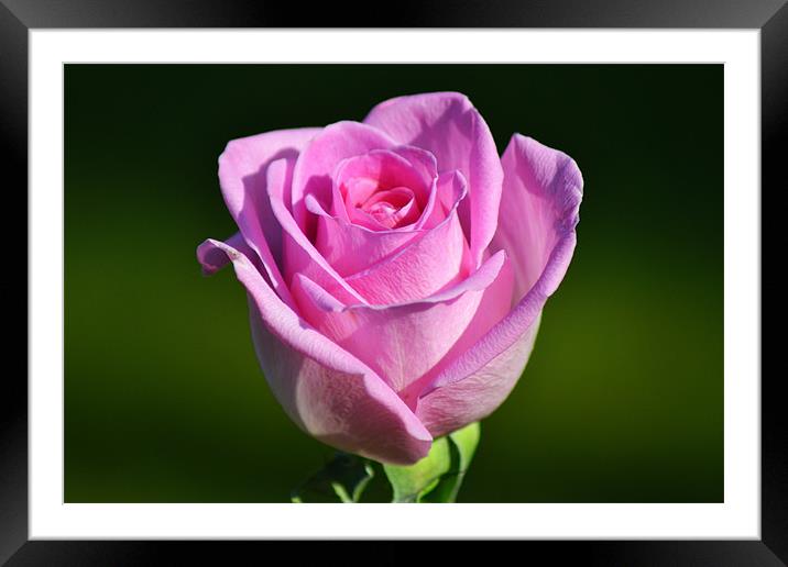 Pink Rose Framed Mounted Print by Donna Collett