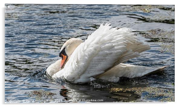 Mute Swan (Cygmus olor) Acrylic by David Hollingworth