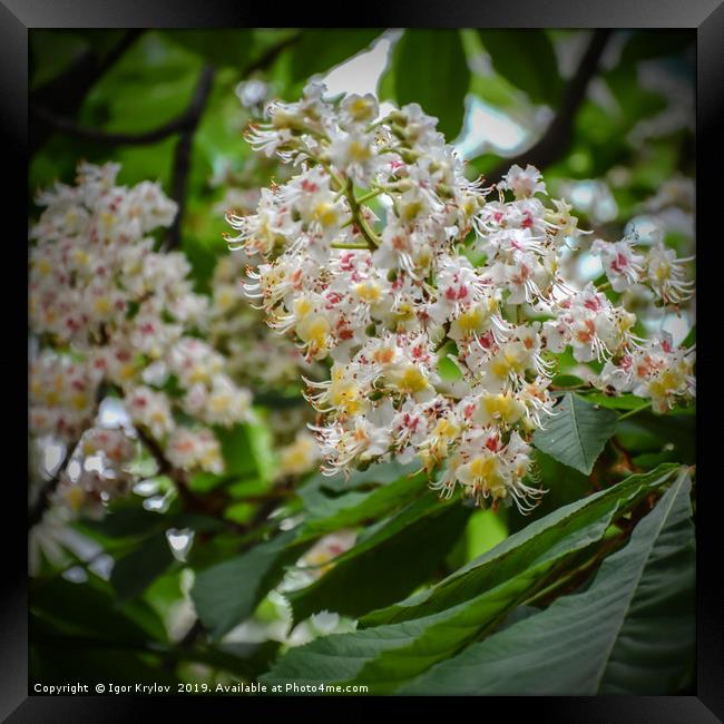 Flowering horsechestnut Framed Print by Igor Krylov