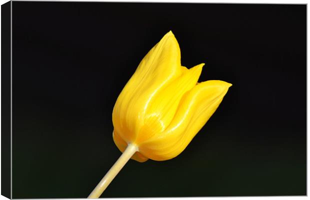 Yellow Tulip Canvas Print by Donna Collett