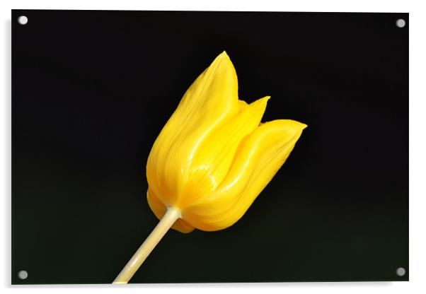 Yellow Tulip Acrylic by Donna Collett