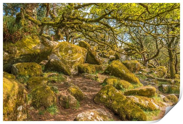 Wistmans Wood Dartmoor Print by Andrew Michael