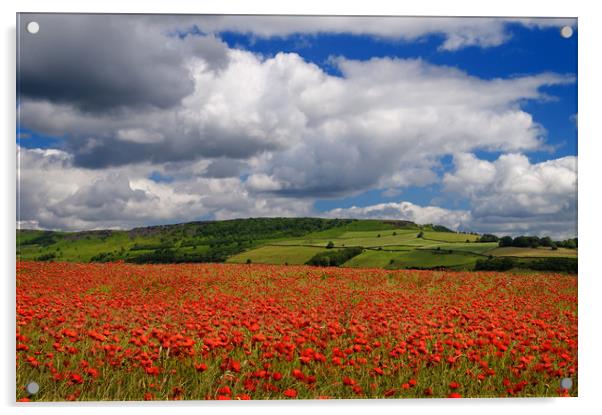 Poppy Field near Baslow,Derbyshire                 Acrylic by Darren Galpin