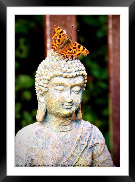 Buddhafly Framed Mounted Print by Andrew Poynton