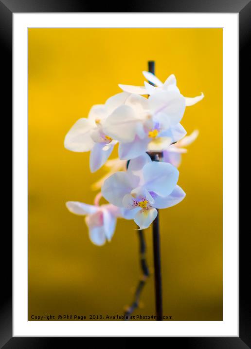 Contemporary Orchids Framed Mounted Print by Phil Page