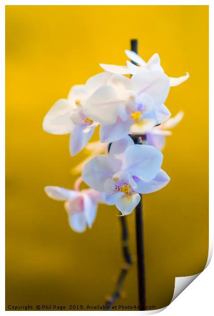 Contemporary Orchids Print by Phil Page
