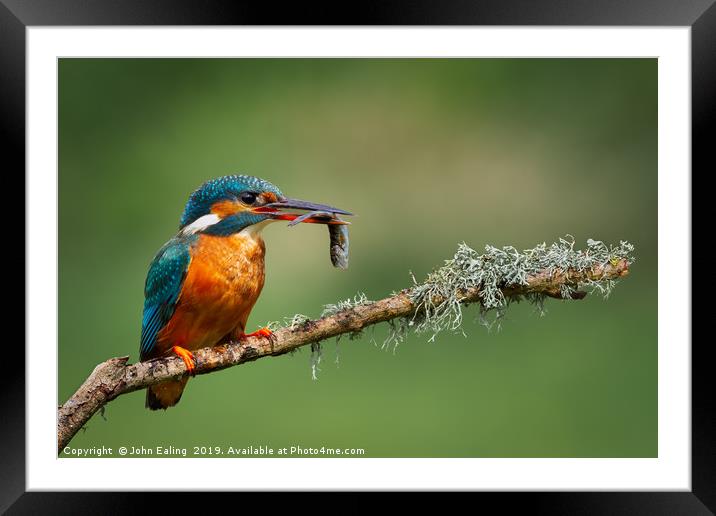 Kingfisher (Alcedo atthis) Framed Mounted Print by John Ealing