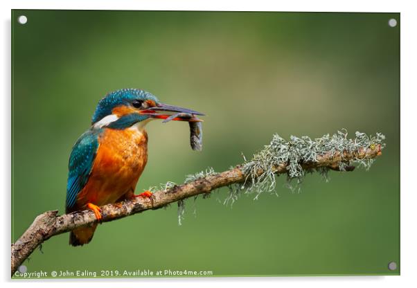 Kingfisher (Alcedo atthis) Acrylic by John Ealing