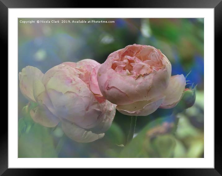 Soft Pink Roses Framed Mounted Print by Nicola Clark