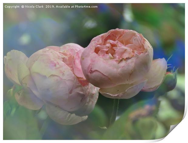 Soft Pink Roses Print by Nicola Clark