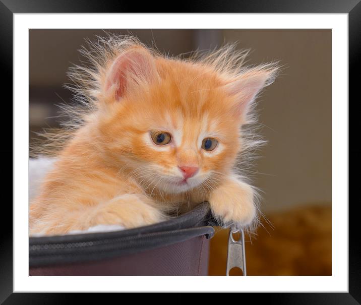Red-haired, fluffy kitten Framed Mounted Print by Michael Goyberg
