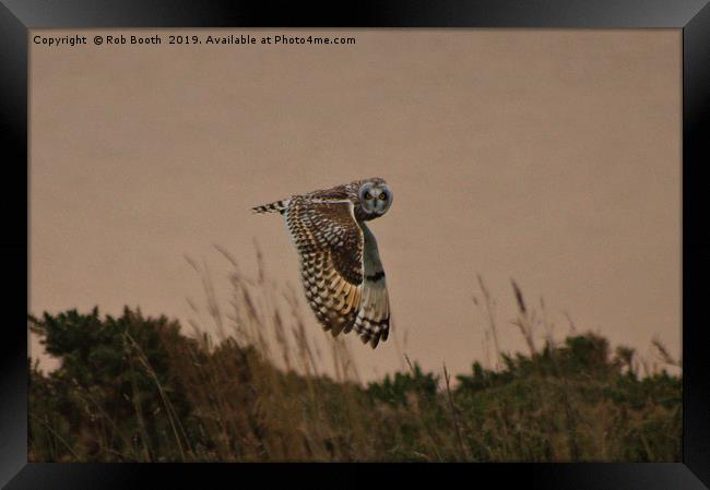 Short Eared Owl Framed Print by Rob Booth