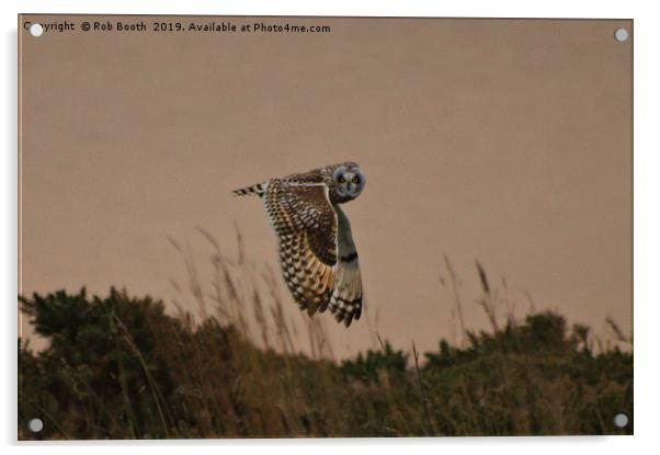 Short Eared Owl Acrylic by Rob Booth