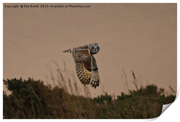 Short Eared Owl Print by Rob Booth
