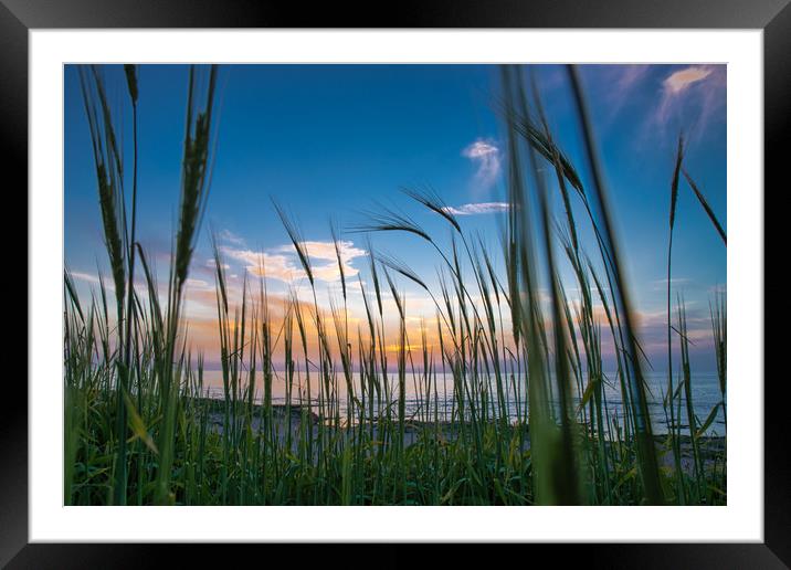 Beautiful Mediterranean Sunset through grass growi Framed Mounted Print by Michael Goyberg